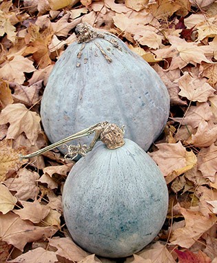 Blue Hubbard Squash